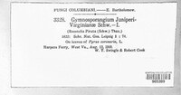 Gymnosporangium juniperi-virginianae image